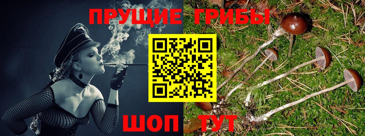 Псилоцибиновые грибы GOLDEN TEACHER  Вход с VPN  Электрогорск 